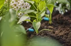 Buitentuin 20 Buitentuin -Buitentuin 41 1182